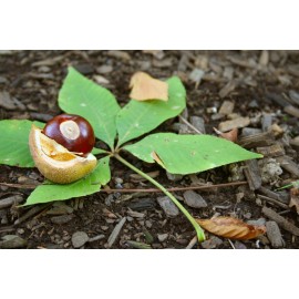 Unbranded FREE SHIPPING Buckeye Nuts Buy 1, 5, 10 Dried 2023 Crop for Crafts - 1 Individual Buckeye Nut