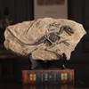 XINDAM Resin Dinosaur Fossil Statue Model Simulated Skeleton Home Office