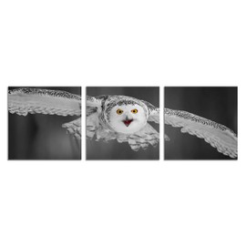 Black and White Barn Owl Wall Art Canvas Bird Decor Red Beak Owl Pictures on Wall Art for Home Office Decorations Living Room Bedroom and Kitchen Decor 3 Pcs Framed Canvas Prints 12X12inches