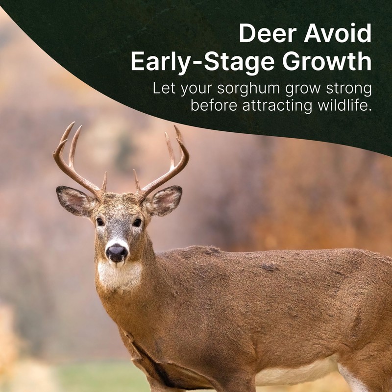 Hit List Seed® Grain Sorghum Food Plot Seeds for Deer