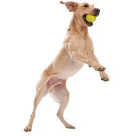 Perro De Bola Manual Duradera Al Oeste De La Pata Diseño Jiv