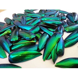 Jewel Beetle Elytra Green Wings Sternocera Aequ Natural Taxidermy Fashion Design 100 pcs.