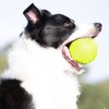 Nerf Dog Rubber Ball Dog Toy with Squeaker, Lightweight, Durable