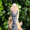 Vivid Arts - Singing Songbird – Realistic Goldfinch Bird Ornament