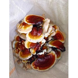 Extracto Doble De Reishi, Cordyceps Y Chaga 100% Puro