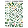 Laminated Common Trees of Eastern North America Sibley's Poster Print