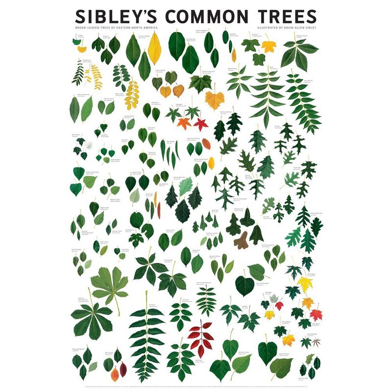 Laminated Common Trees of Eastern North America Sibley's Poster Print