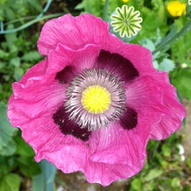 Poppy Seeds - Pepperbox - Packet - Purple/Pink Flower Seeds, Open Pollinated Seed Attracts Bees, Attracts Butterflies, Attracts Pollinators, Easy to Grow & Maintain, Container Garden