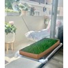 Kitty Lawn Window Lounge Kit – Real Grass Enrichment for