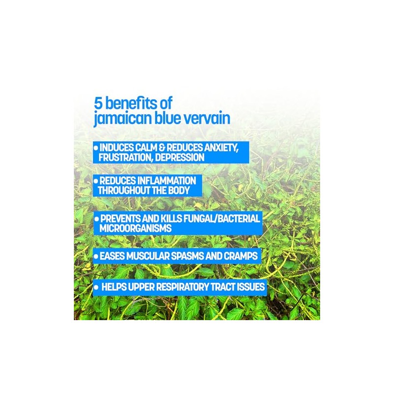 Jamaican Blue Vervain (2 ounce Powder)