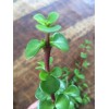 Succulent Portulacaria Afra Elephant Bush Spekboom Succulent 10 Cuttings -
