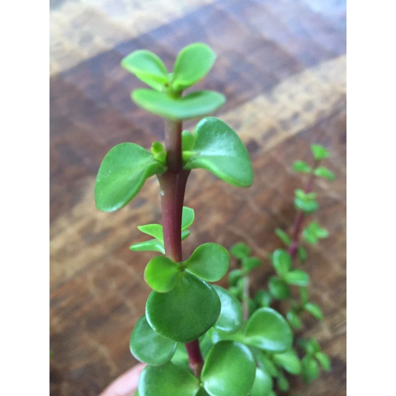 Succulent Portulacaria Afra Elephant Bush Spekboom Succulent 10 Cuttings -