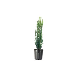 Sky Pencil Japanese Holly - 1 Live Gallon Size Plant - Ilex Crenata - Low Maintenance Formal Evergreen Hedge