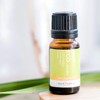 ECO. Modern Essentials Citronella Pure Essential Oil, 10ml