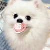 Chupn Mordedera Para Perro Y Mascota Pequea