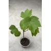 Grape Plant With Pot 10” Cutting Vine Sweet Seedless Ready