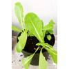 Parris Island Romaine Lettuce Seeds | 1500+, Non-GMO, USA Grown