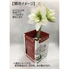 Pot Amaryllis "Crown" (Amaryllis Bulb Cultivation Set)