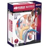 Famemaster 4D-Vision Human Male Reproductive Anatomy Model