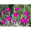 Rose Campion Mullein Pinks Lychnis coronaria Flower Premium Seed for