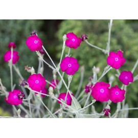 Rose Campion Mullein Pinks Lychnis coronaria Flower Premium Seed for Planting Packet