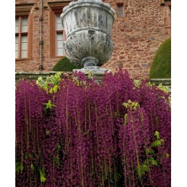 Green River Tropics 5 Wisteria Seeds Vine Climbing Flower Perennial Flowers US SELLER "Black Dragon"