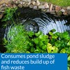 API POND-ZYME SLUDGE DESTROYER Pond Cleaner With Natural Pond Bacteria