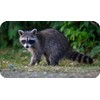 Raccoon Wildlife Rectangle Aluminium Fridge Magnet Fantastic Souvenir