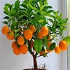 Bonsai Orange Tree Seeds, 20 Seeds to Grow a Delicious