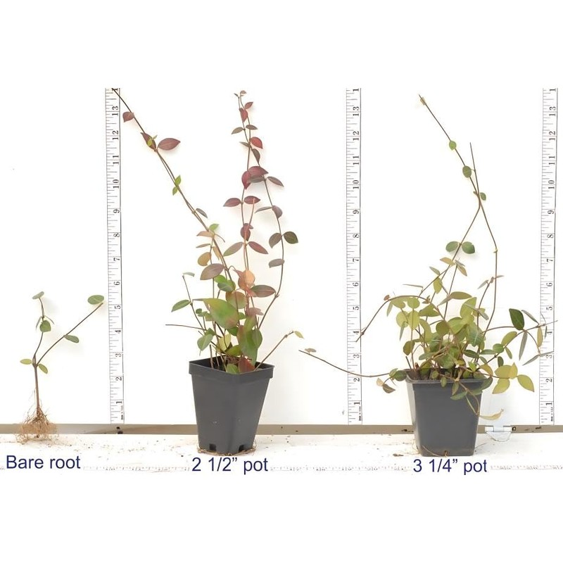 Classy Groundcovers, Asiatic/Dwarf Asian/Minima/Japanese/Yellow Star Jasmine (50 Bare Root Plants)