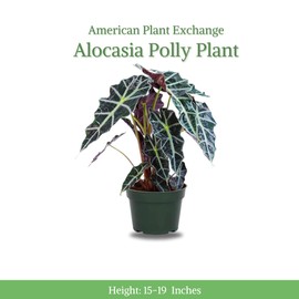 American Plant Exchange Alocasia Polly African Mask Plant, Live Easy Care Tropical Houseplant, 6-Inch Pot, Air Purifying Elegance for Home, Office, and Garden Decor