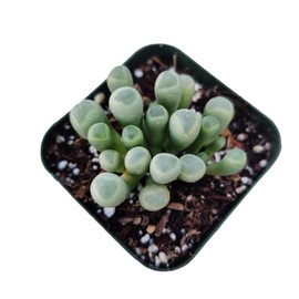 FOLIAGEMS Live Succulent Plants from USKC (2"Pot Fenestraria Baby Toes)