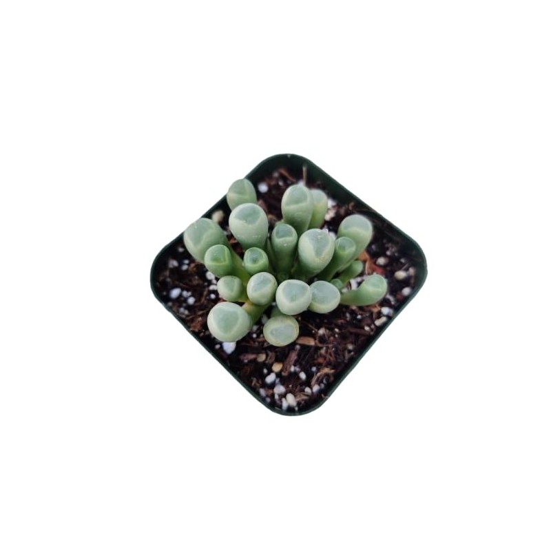 FOLIAGEMS Live Succulent Plants from USKC (2"Pot Fenestraria Baby Toes)