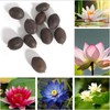 30pcs Bowl Lotus Seeds Hydroponic Plant Flower Seed Four Seasons
