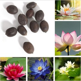 30pcs Bowl Lotus Seeds Hydroponic Plant Flower Seed Four Seasons Flowering Lotus