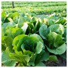 Everwilde Farms - 1/4 Lb Bibb Lettuce Lettuce Seeds -
