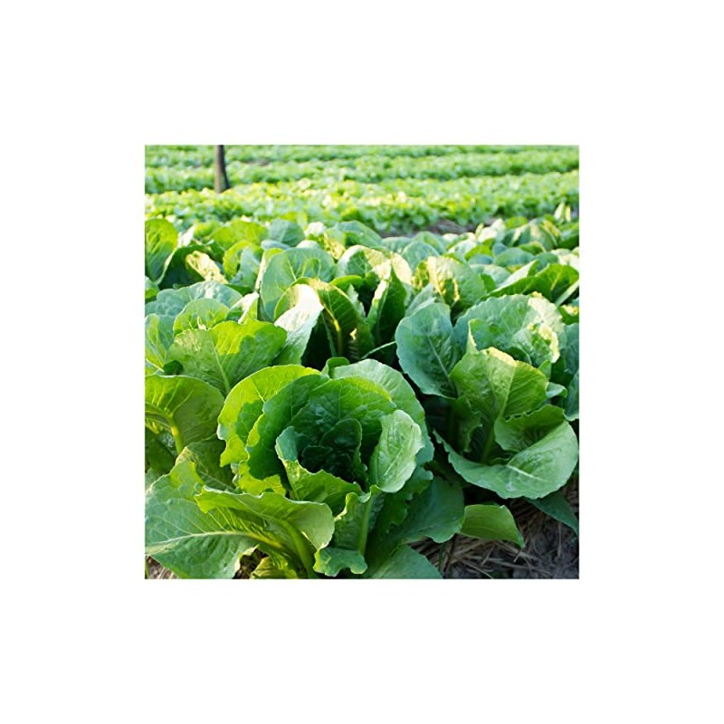 Everwilde Farms - 1/4 Lb Bibb Lettuce Lettuce Seeds -