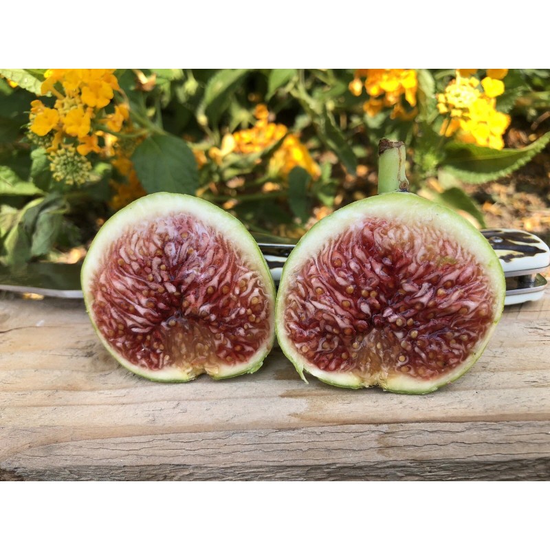 Ficus Fig Tree cuttings "White Adriatic" FREE US SHIPPING! 10