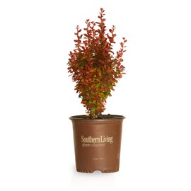 Southern Living Plant Collection Orange Rocket Barberry (2 Gallon) Deciduous Shrub with Unique Foliage - Full Sun to Part Shade Live Outdoor Plant