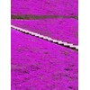 20000+ Purple Creeping Thyme Seeds for Planting Ground Cover Magic