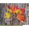 Sunshine Master Silver Maple Tree - 2yo 20"+ Tall -