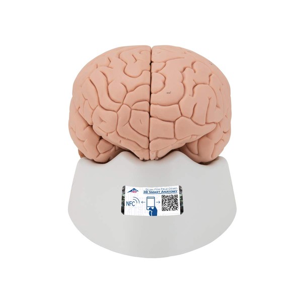 3B Scientific C15/1 Introductory Brain Model, 2 Part + free