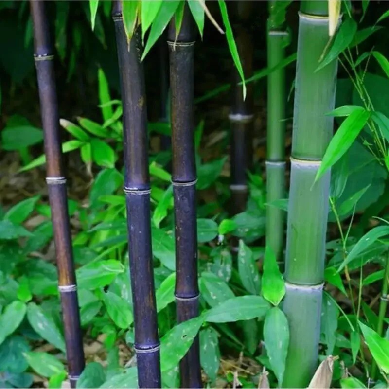 50 Black bamboo seeds - Phyllostachys nigra. USA seller.