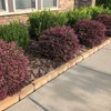 Southern Living Diamond Loropetalum, 2 Gal, Burgundy Foliage and Red