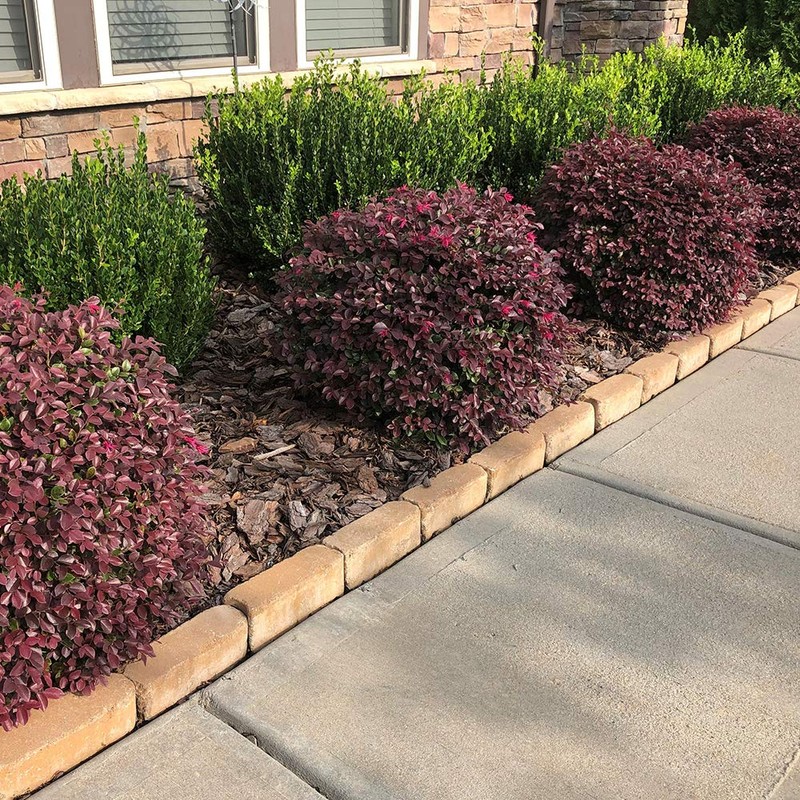 Southern Living Diamond Loropetalum, 2 Gal, Burgundy Foliage and Red