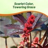 Outsidepride Bright Red Castor Bean Seeds - 15 Pcs Annual