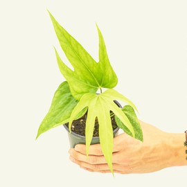 Rooted Anthurium Fingers, Anthurium pedatoradiatum, Live, Live Indoor, Home Decor, Easy to Grow, Easy to Care and Low Maintenance Houseplant, 4 inch Pot