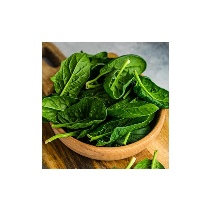 Everwilde Farms - 1 Lb Bloomsdale Spinach Seeds - Gold