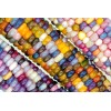 CZ GRAIN 100 Glass Gem Indian Corn Seeds for Planting