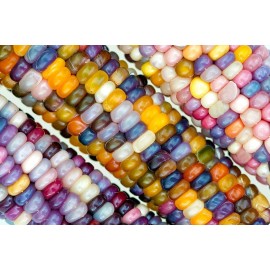 CZ GRAIN 100 Glass Gem Indian Corn Seeds for Planting